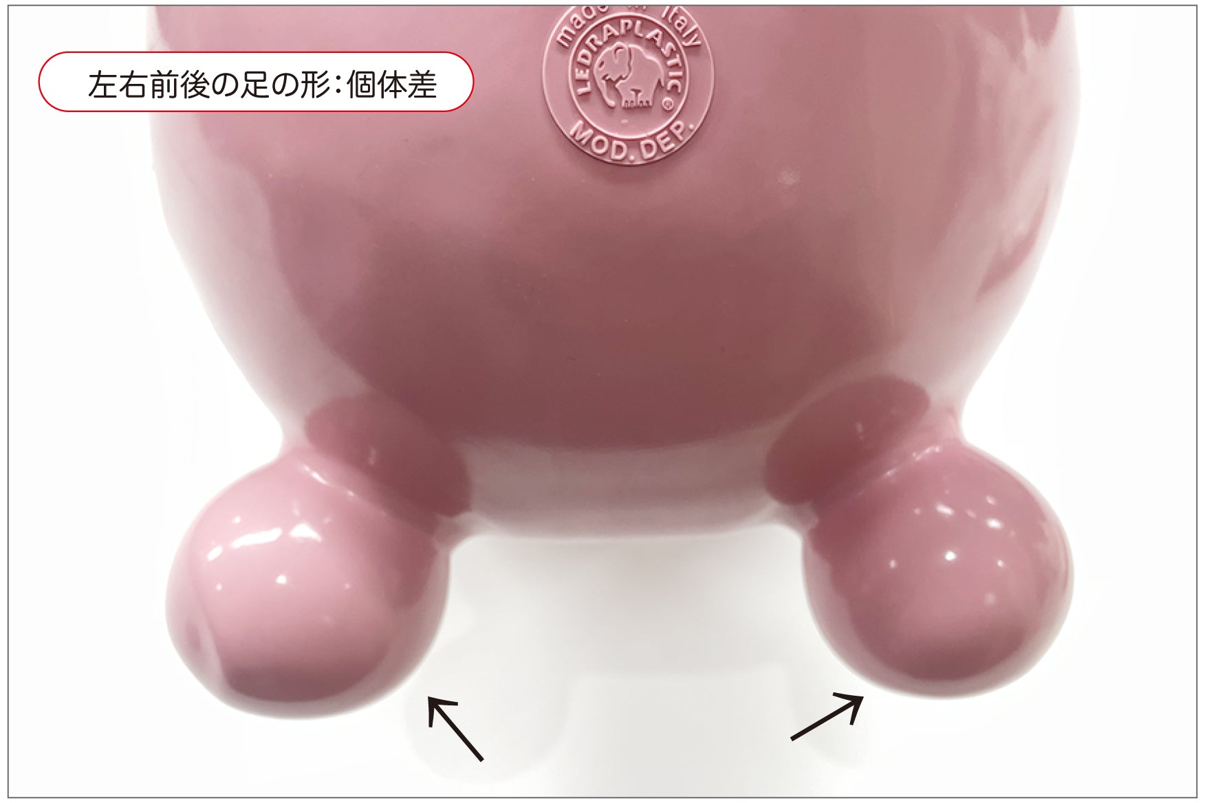 左右前後の足の形状:個体差